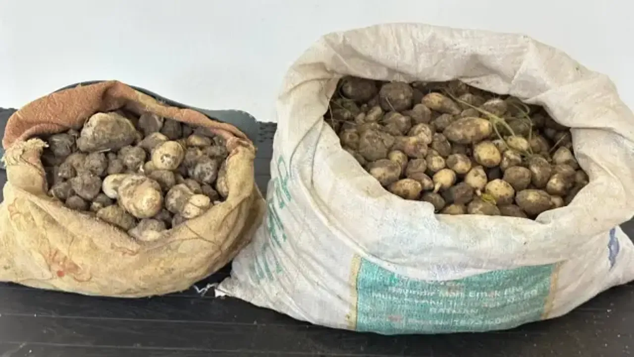 Tunceli’de 31 Kilo Salep Ele Geçirildi: 3 Kişiye 2 Milyon TL Ceza!